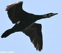 Great Cormorant