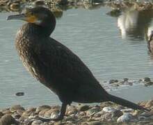 Great Cormorant