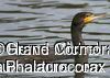 Great Cormorant