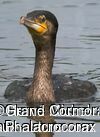 Grand Cormoran