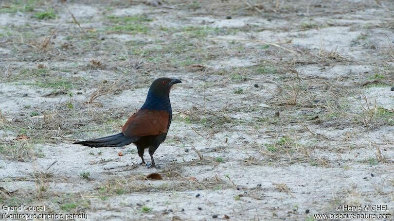 Grand Coucal