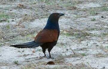 Grand Coucal