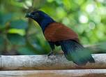 Grand Coucal