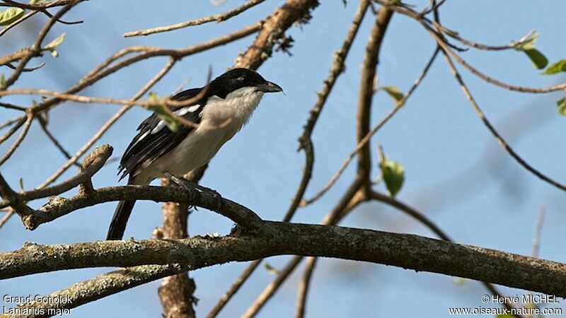 Tropical Boubou