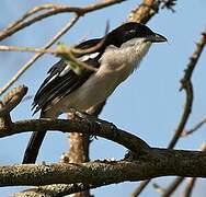 Tropical Boubou