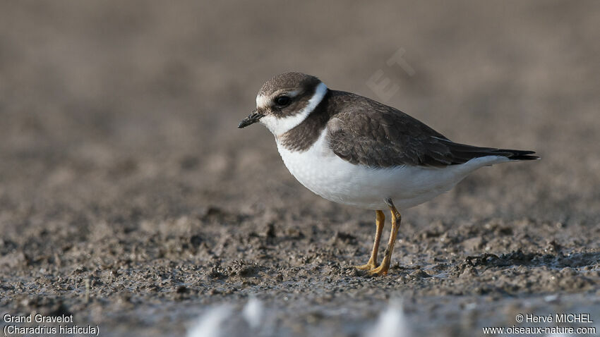 Common Ringed Ploverjuvenile