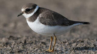 Common Ringed Plover