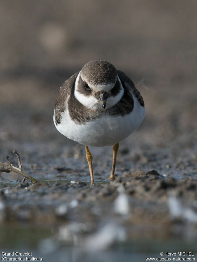 Common Ringed Ploverjuvenile