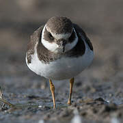 Common Ringed Plover