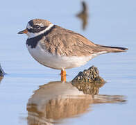 Common Ringed Plover