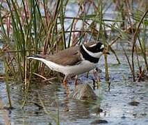 Common Ringed Plover