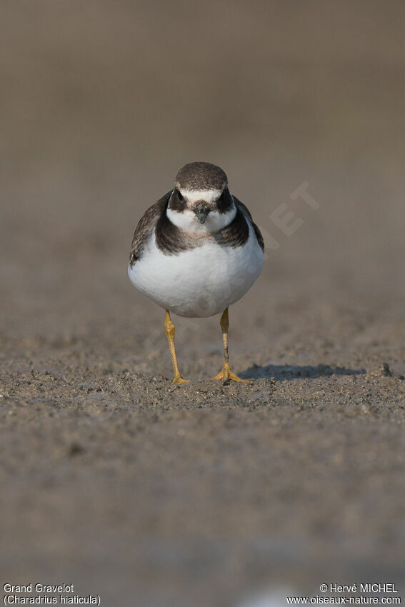 Common Ringed Ploverjuvenile