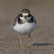 Common Ringed Plover