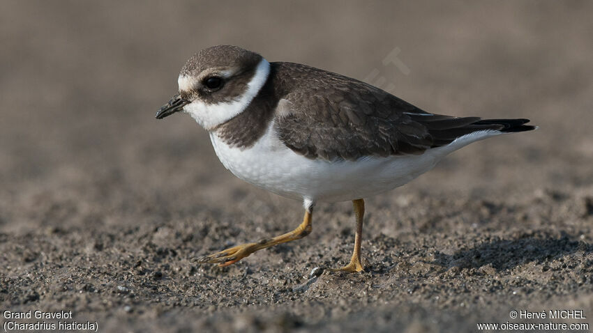 Common Ringed Ploverjuvenile