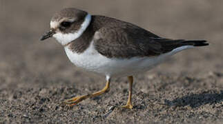 Common Ringed Plover