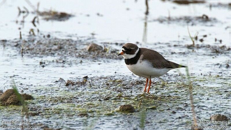 Common Ringed Ploveradult breeding, identification