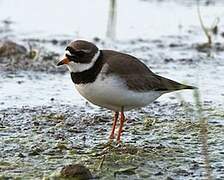 Common Ringed Plover