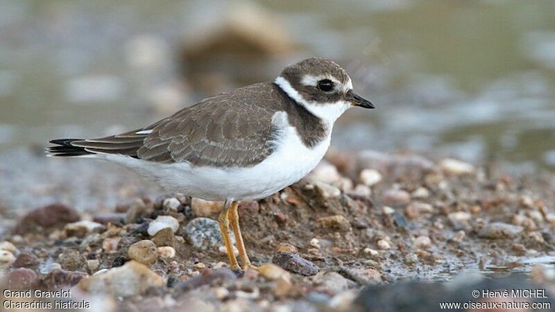 Common Ringed PloverFirst year, identification