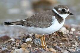 Common Ringed Plover