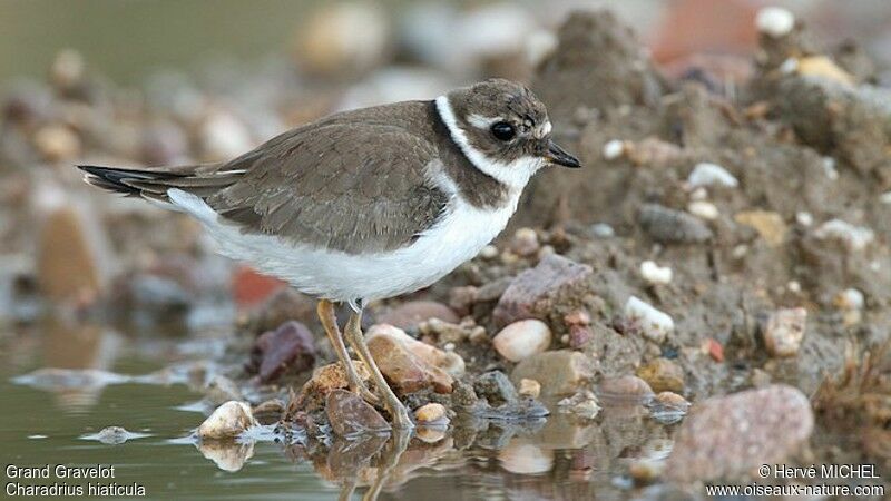 Common Ringed Ploverjuvenile, identification