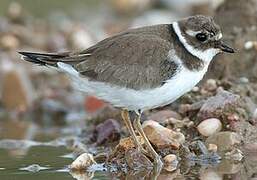 Common Ringed Plover