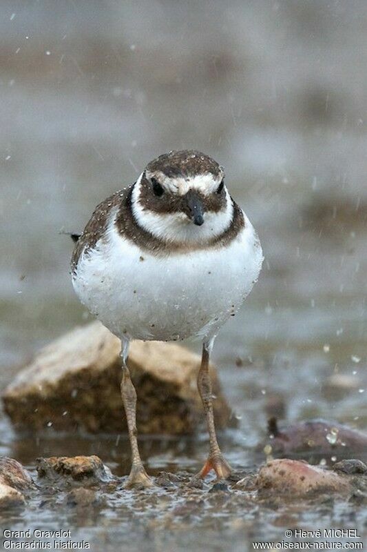 Common Ringed Ploverjuvenile, identification