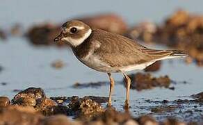 Common Ringed Plover