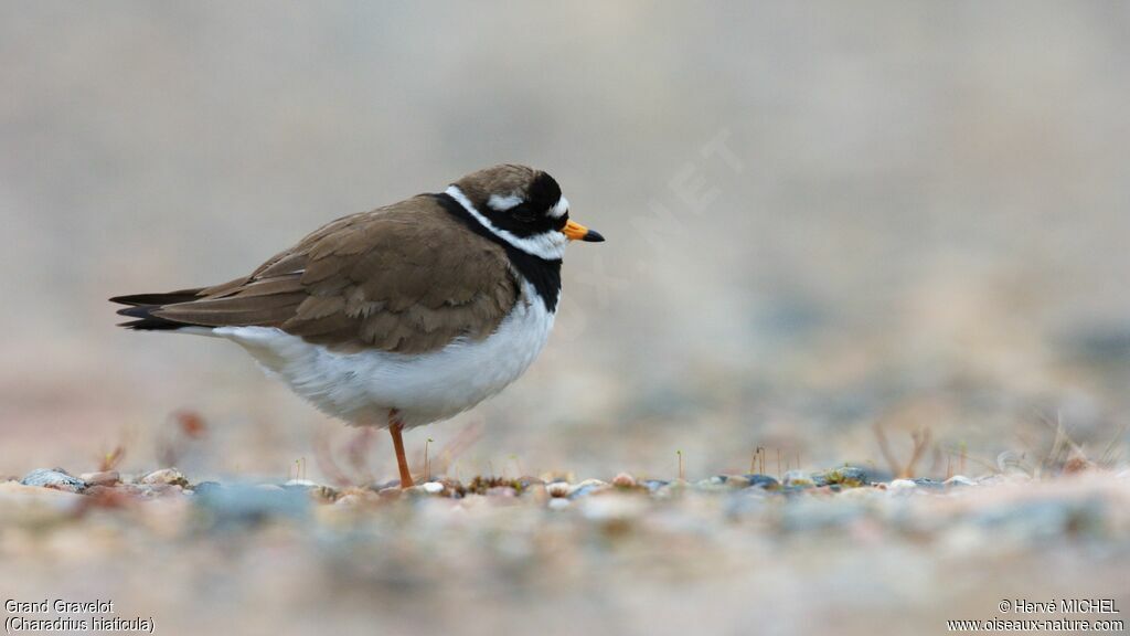 Common Ringed Ploveradult breeding