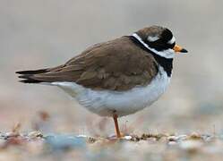 Common Ringed Plover