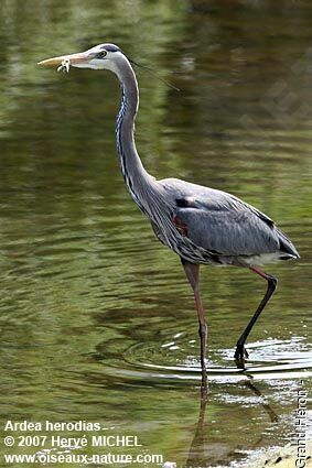 Great Blue Heronadult