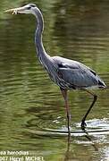 Great Blue Heron