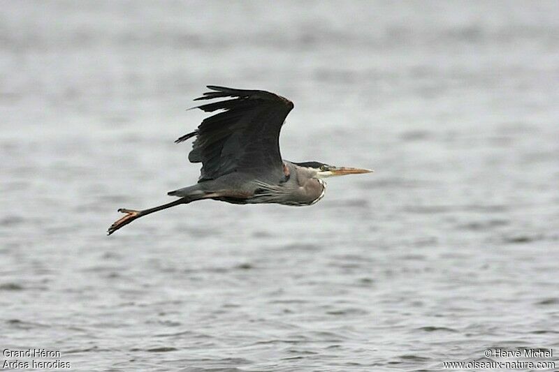 Great Blue Heronadult breeding