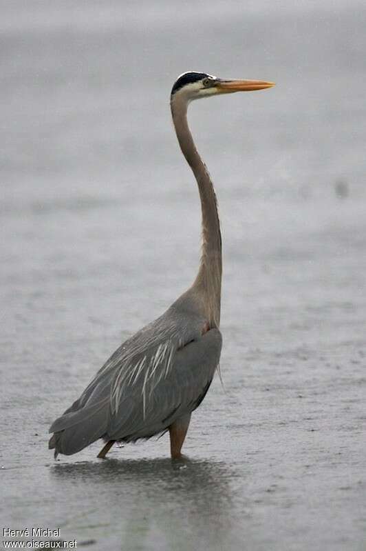 Great Blue Heronadult breeding, Behaviour