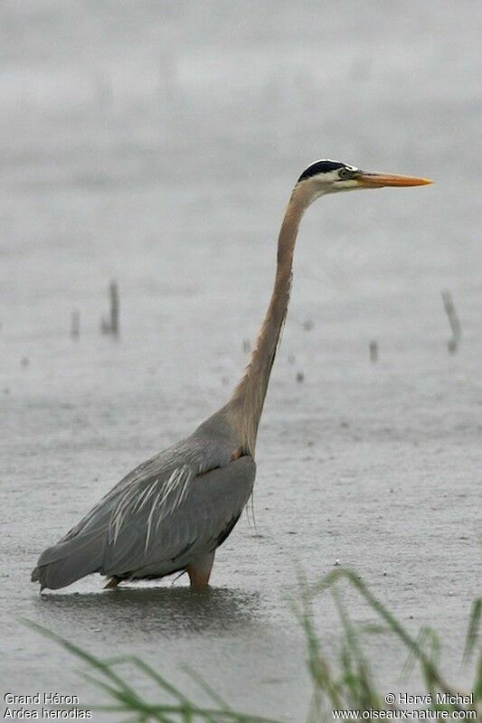 Great Blue Heronadult breeding