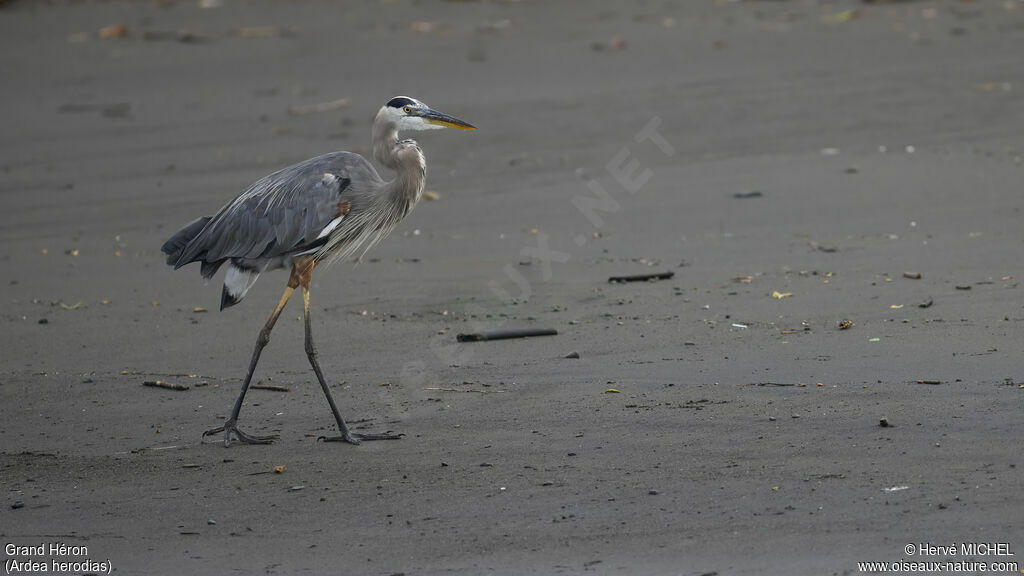 Great Blue Heronadult