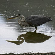 Great Blue Heron