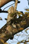 Great Potoo