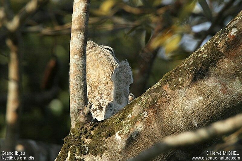 Grand Ibijauadulte, identification