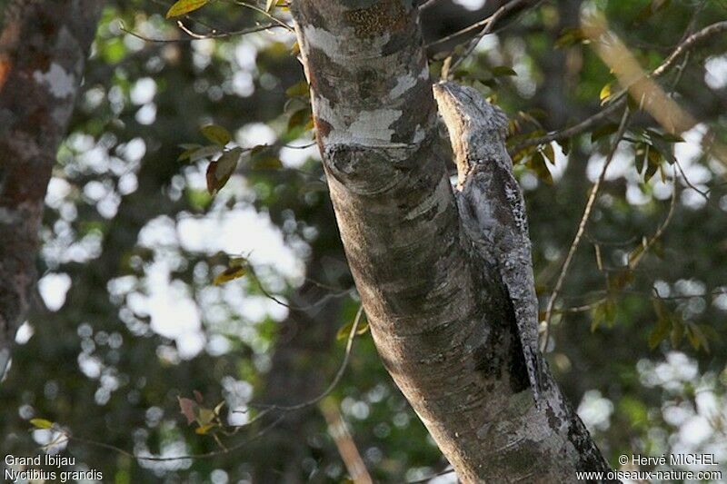 Grand Ibijauadulte, identification