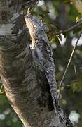 Great Potoo