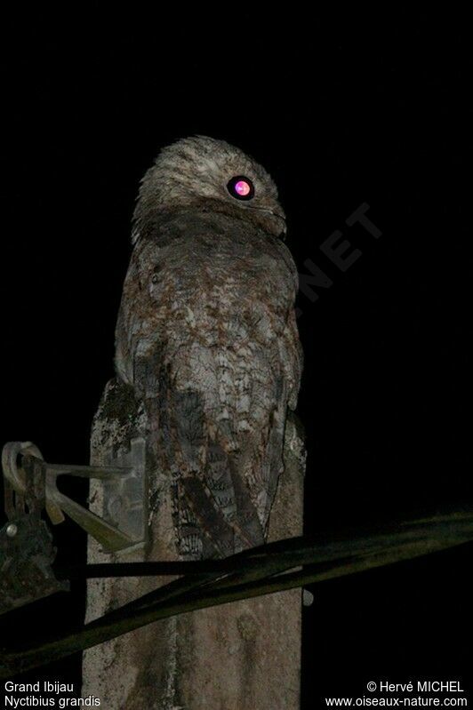 Great Potoo, identification