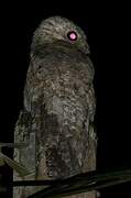 Great Potoo