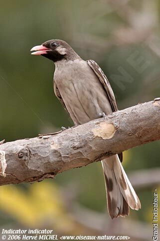 Greater Honeyguide