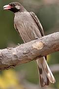 Greater Honeyguide