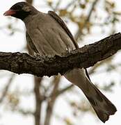 Greater Honeyguide