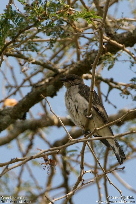 Greater Honeyguide female adult