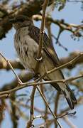 Greater Honeyguide