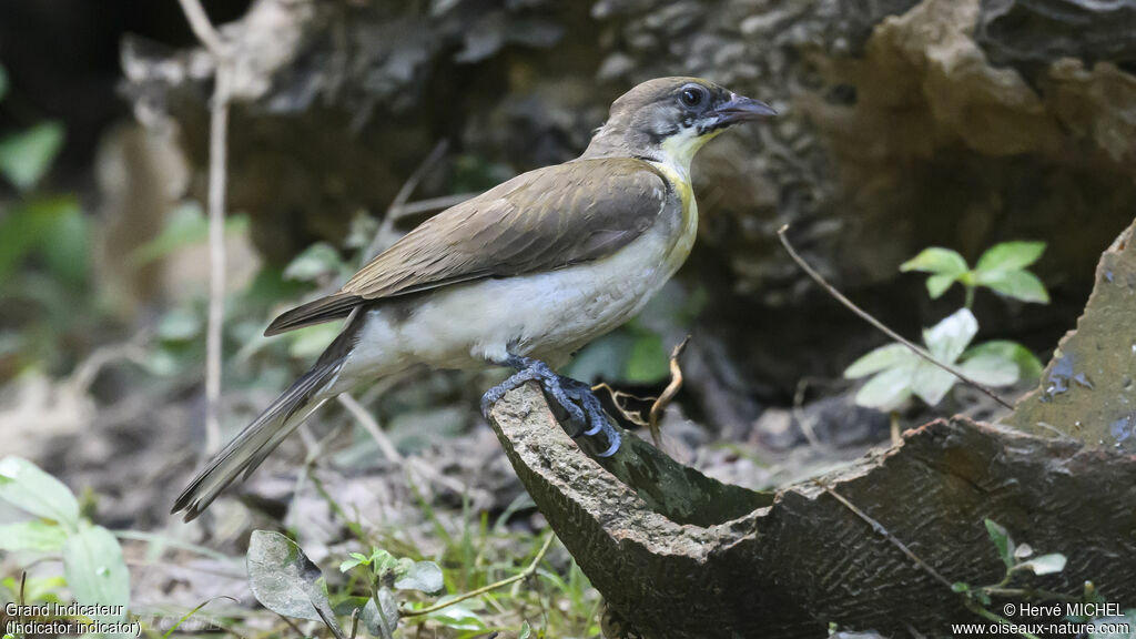 Greater Honeyguide