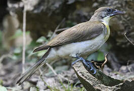 Greater Honeyguide