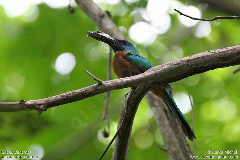 Great Jacamaradult, identification